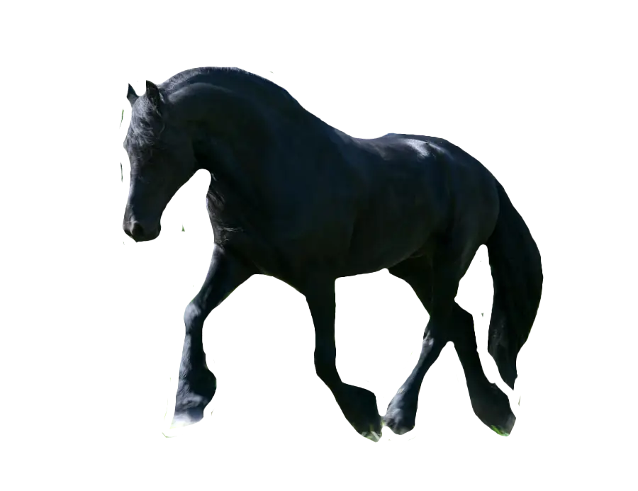 Black Horse Running Gracefully