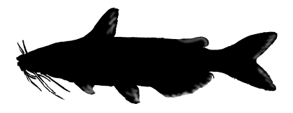Catfish Silhouette Illustration