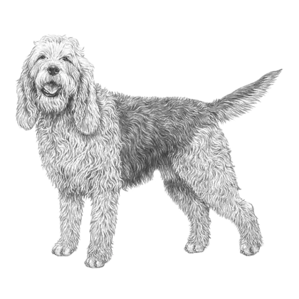 Gray Furry Dog Sketch in Artistic Style