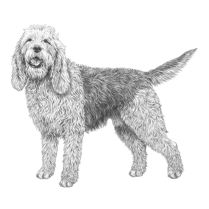 Gray Furry Dog Sketch in Artistic Style