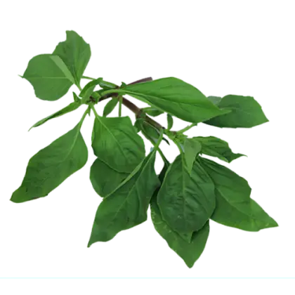Fresh Green Basil Leaves