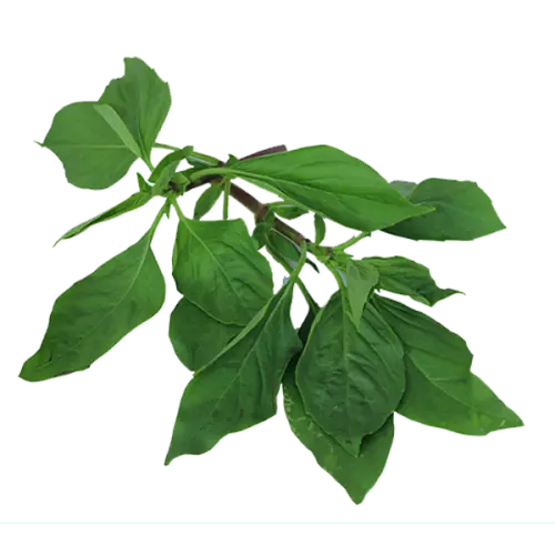 Fresh Green Basil Leaves