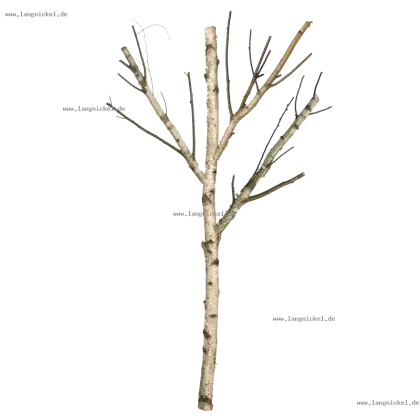 Bare Tree Branch