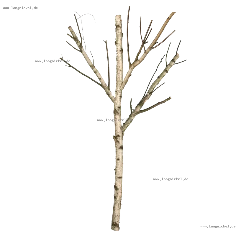 Bare Tree Branch