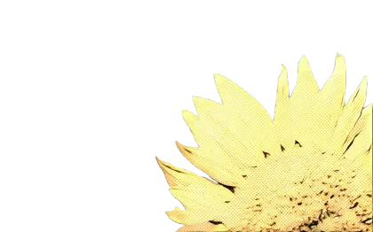 Partial Sunflower Illustration with Yellow Petals