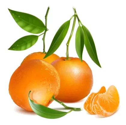 Fresh Oranges with Leaves