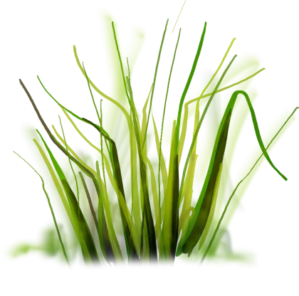 Green Grass Blades
