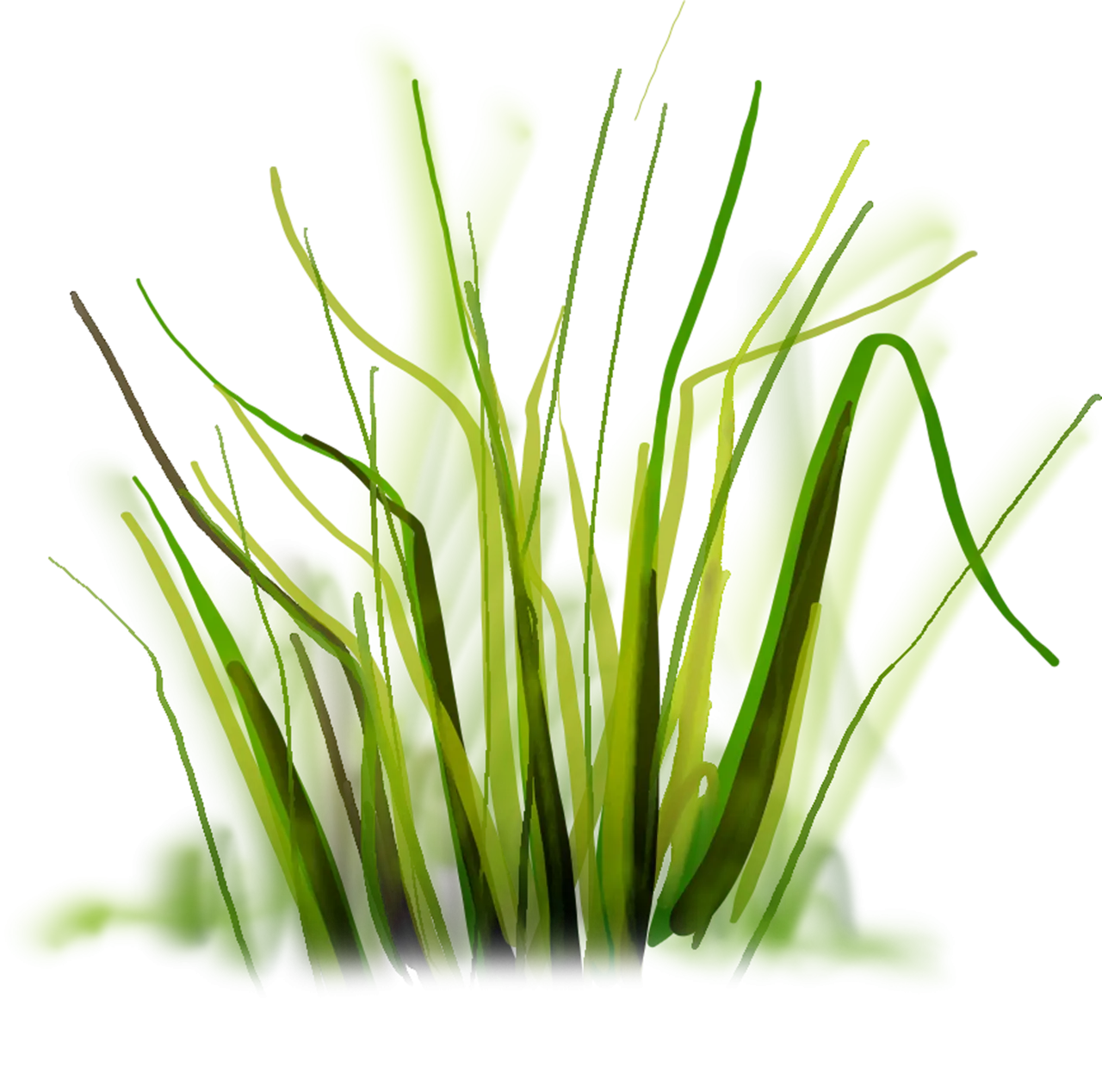 Green Grass Blades