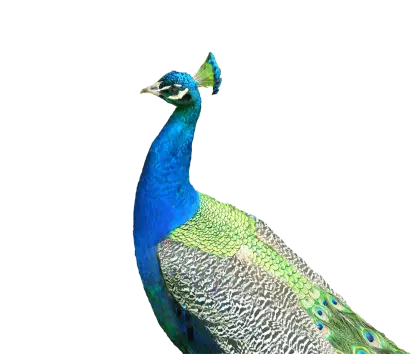 Elegant Peacock with Vibrant Feathers