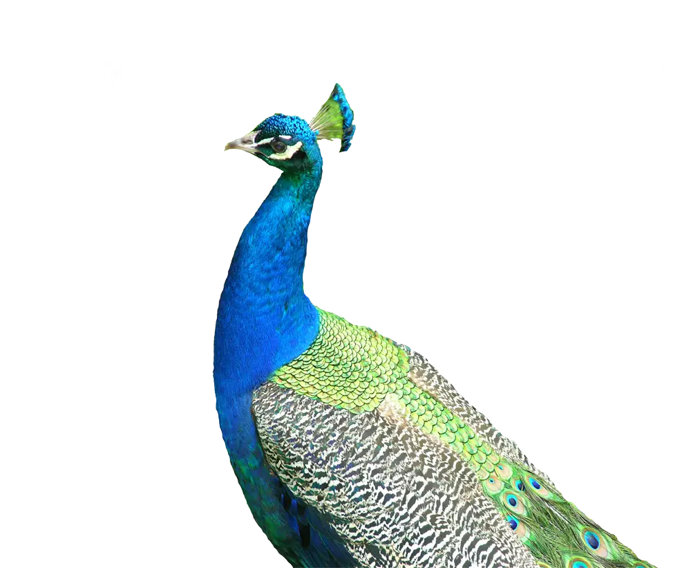 Elegant Peacock with Vibrant Feathers