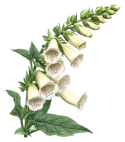 White Foxglove Botanical Illustration