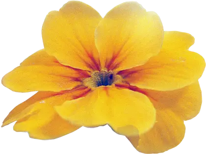 Yellow Flower in Full Bloom