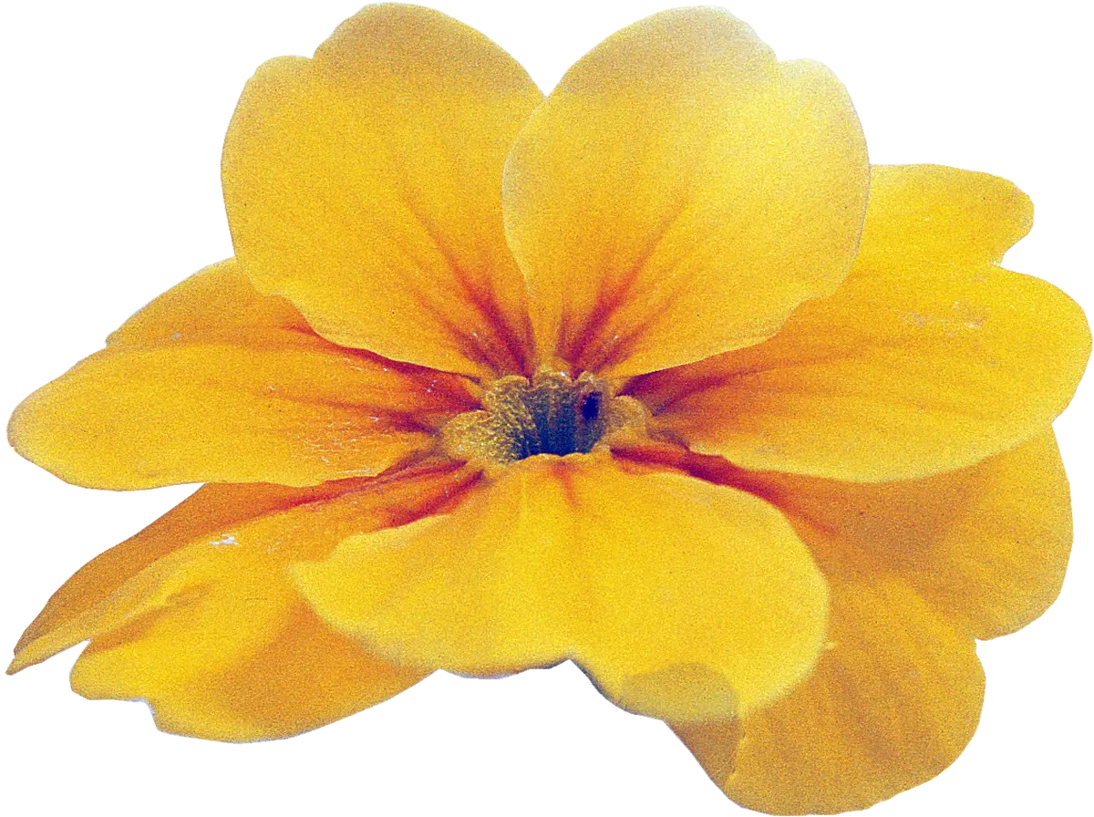 Yellow Flower in Full Bloom