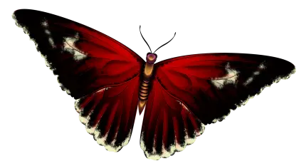 Beautiful Red Butterfly Illustration