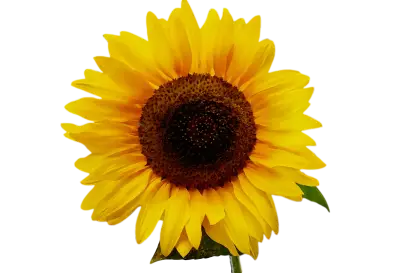 Single Sunflower Close-Up