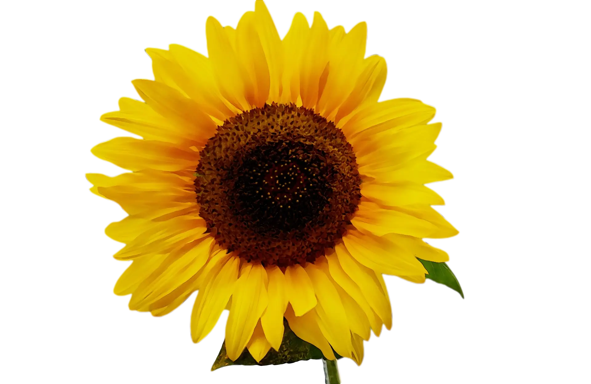 Single Sunflower Close-Up