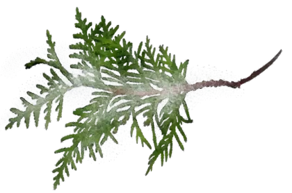 Green Pine Sprig Illustration