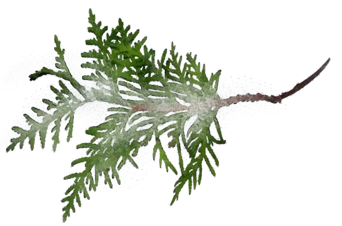 Green Pine Sprig Illustration
