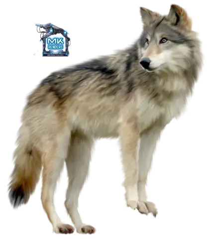 Gray Wolf Standing