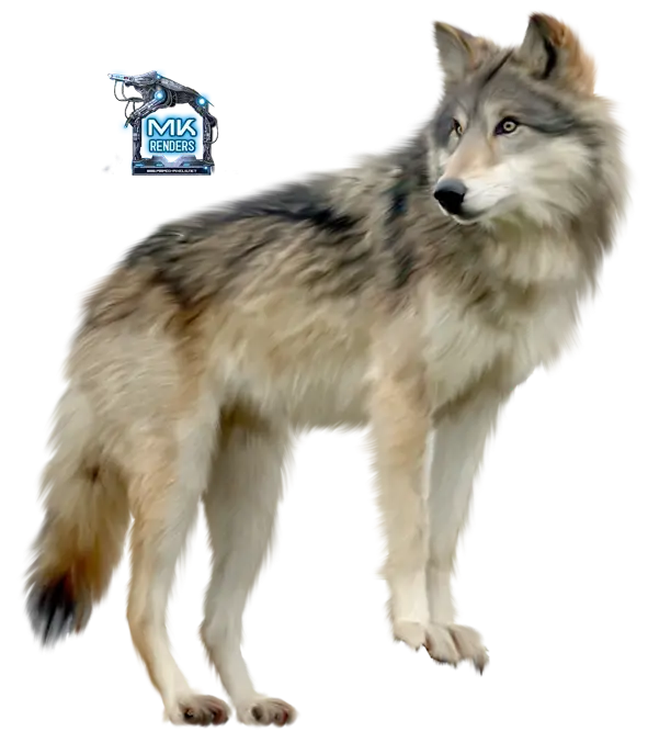 Gray Wolf Standing