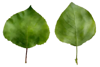 Green Leaves Illustration