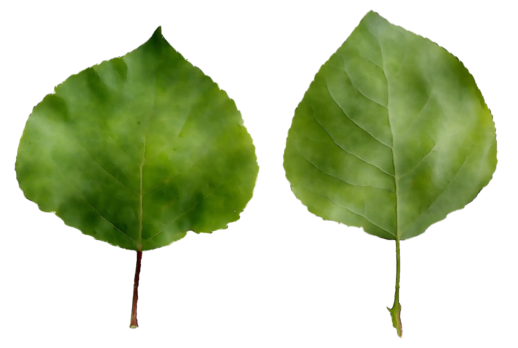 Green Leaves Illustration