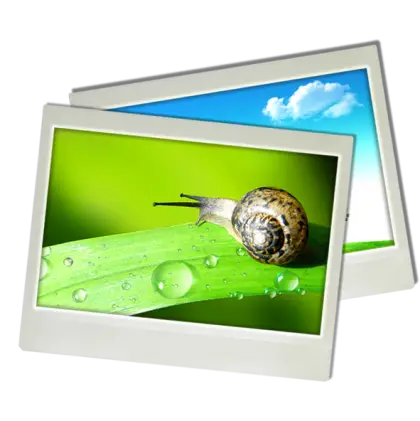 Snail on Leaf