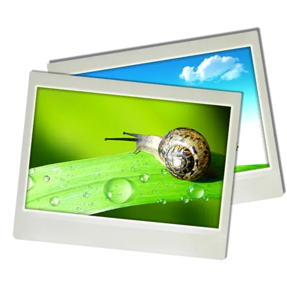 Snail on Leaf