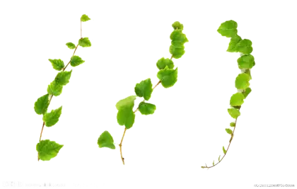 Green Vines with Leaves