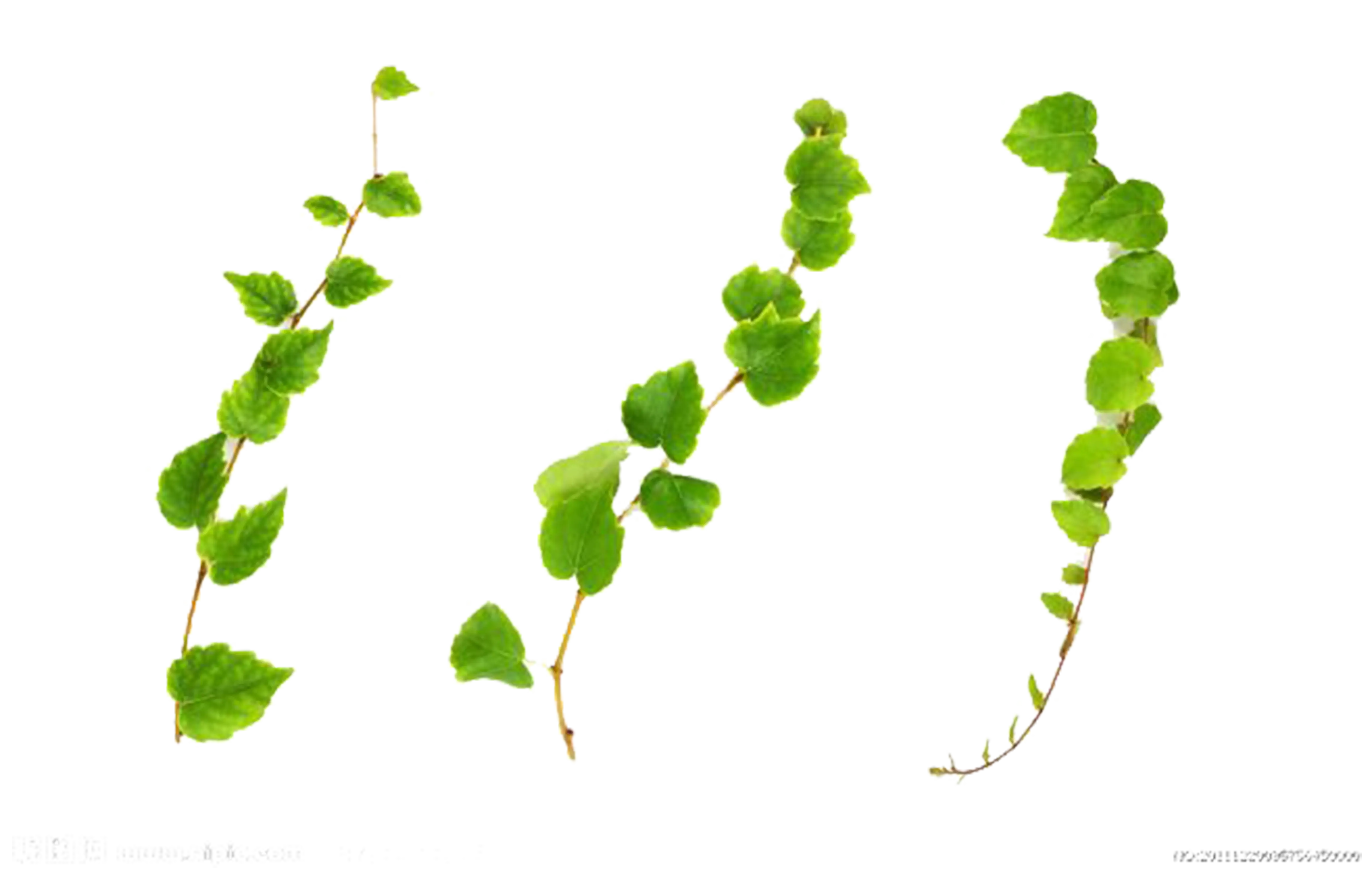 Green Vines with Leaves