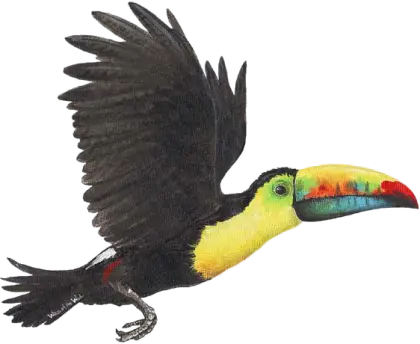 Flying Toucan Bird Illustration