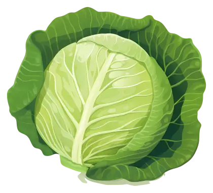 Fresh Green Cabbage Illustration