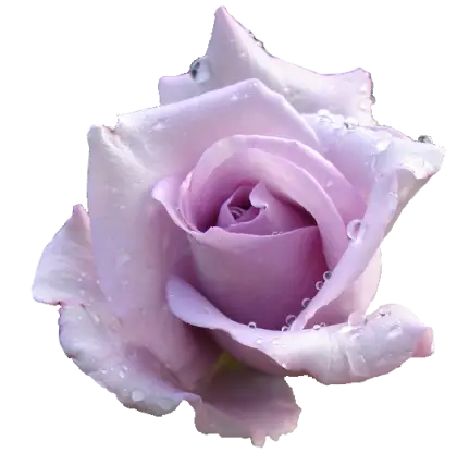 Purple Rose with Water Droplets