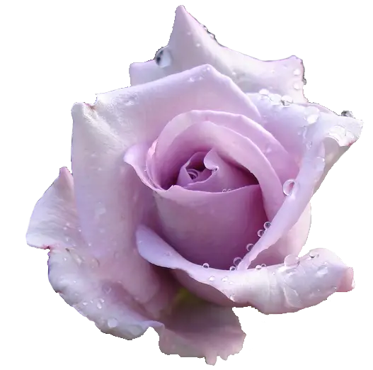 Purple Rose with Water Droplets