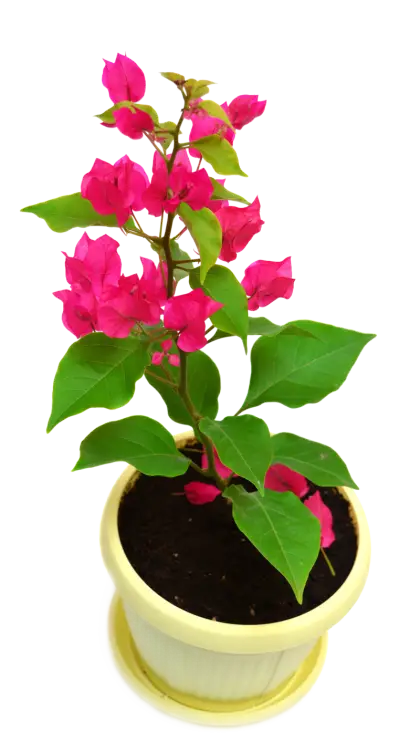 Potted Plant with Pink Flowers
