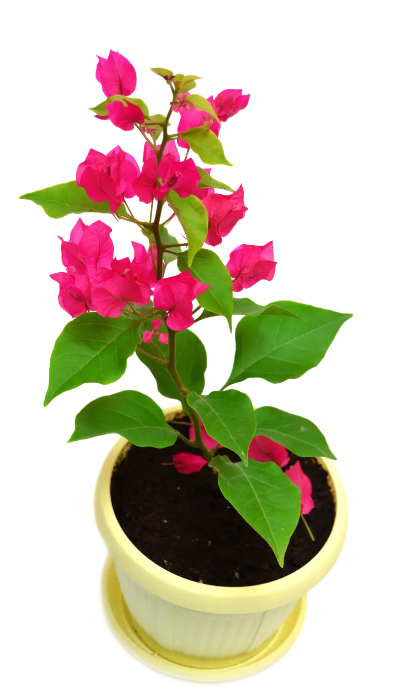 Potted Plant with Pink Flowers