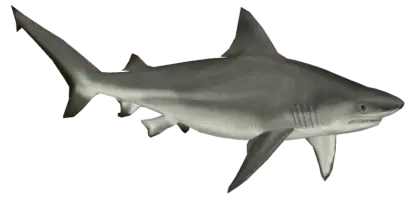 Realistic Gray Shark Rendering