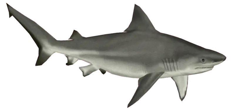 Realistic Gray Shark Rendering