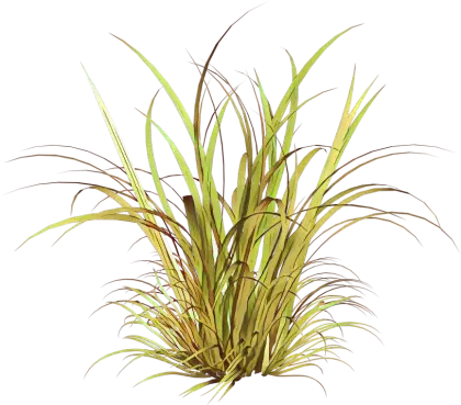 Green Grass Plant Illustration