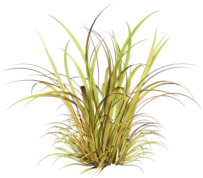 Green Grass Plant Illustration