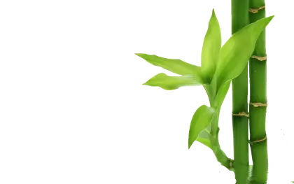 Green Bamboo Stalks with Leaves