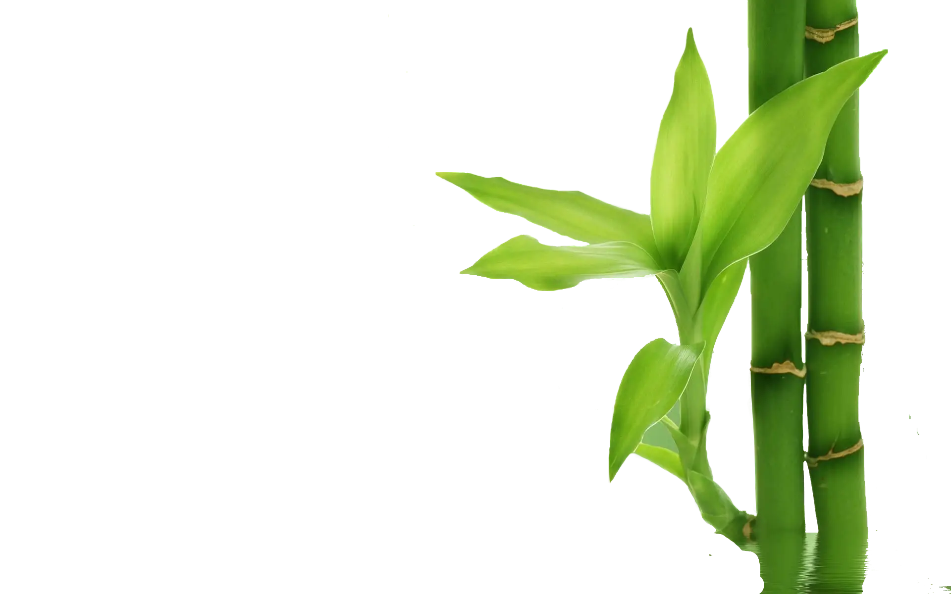 Green Bamboo Stalks with Leaves