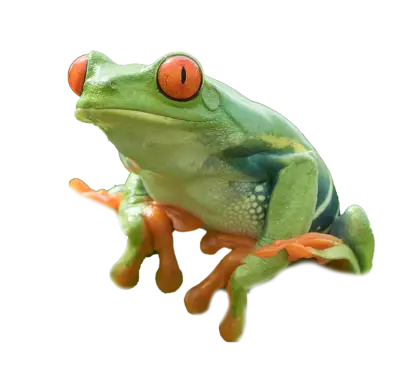 Green Tree Frog with Red Eyes