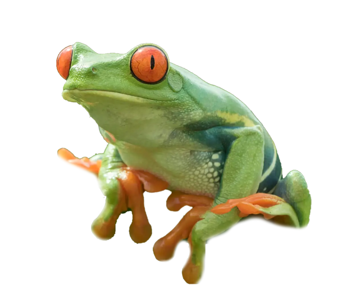 Green Tree Frog with Red Eyes