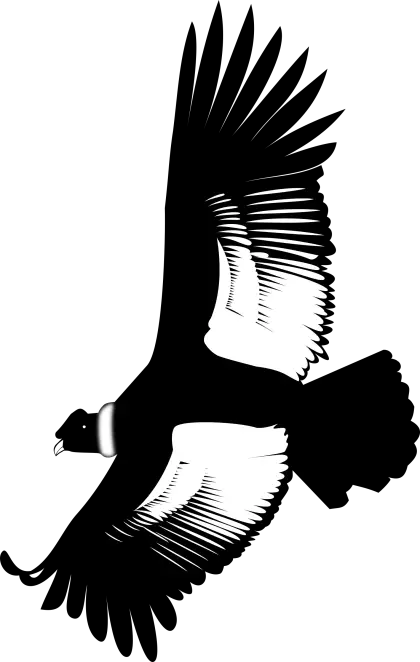 Silhouette of a Black Flying Bird