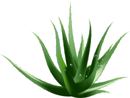 Green Aloe Vera Plant with Dew Drops