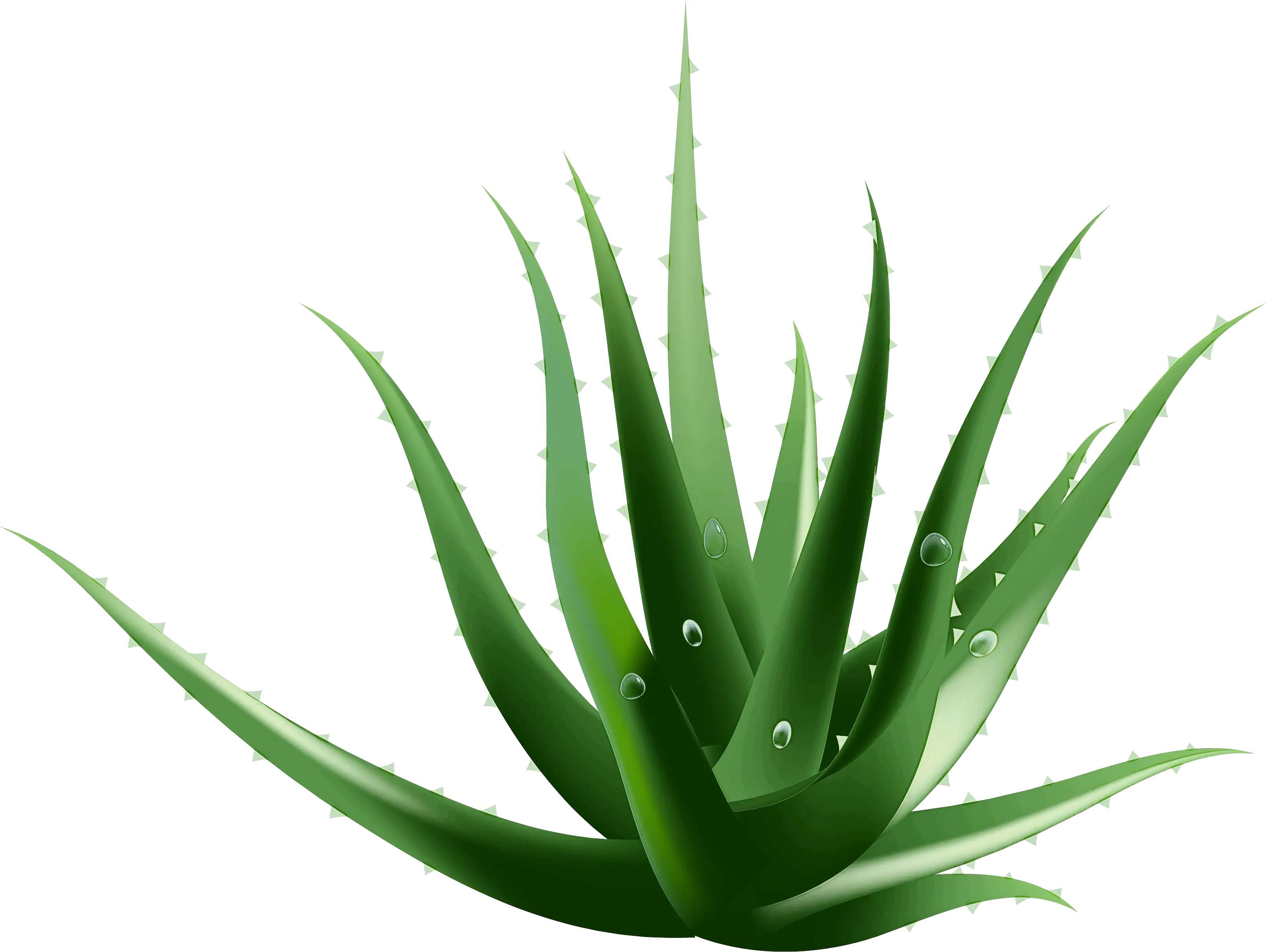 Green Aloe Vera Plant with Dew Drops