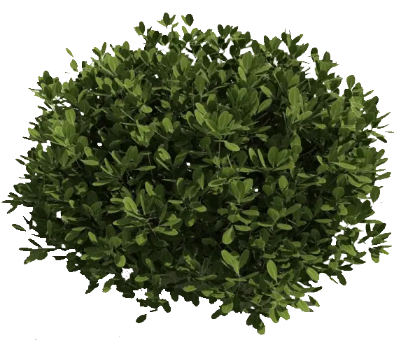 Green Bush Plant Illustration
