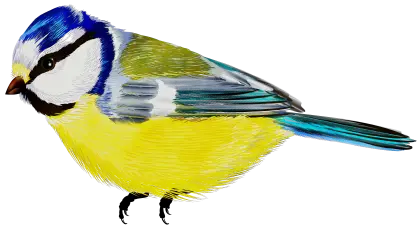Colorful Blue Tit Bird Illustration with Yellow Feathers