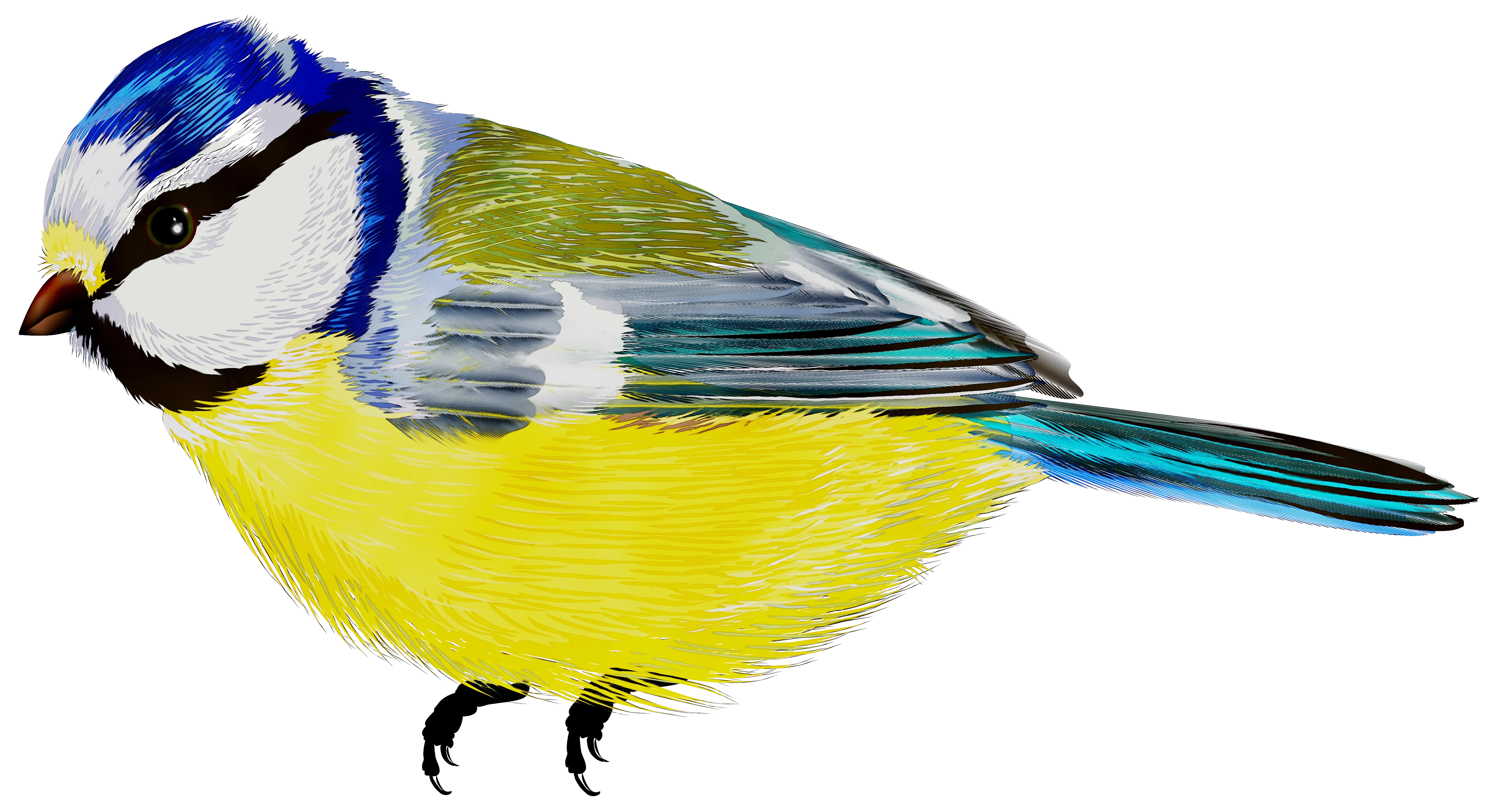 Colorful Blue Tit Bird Illustration with Yellow Feathers